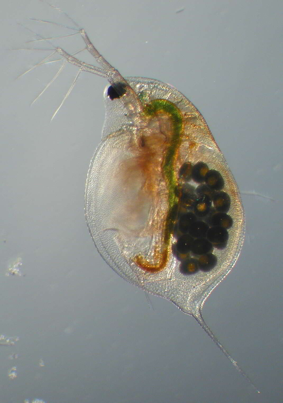 Image of long-tailed waterflea