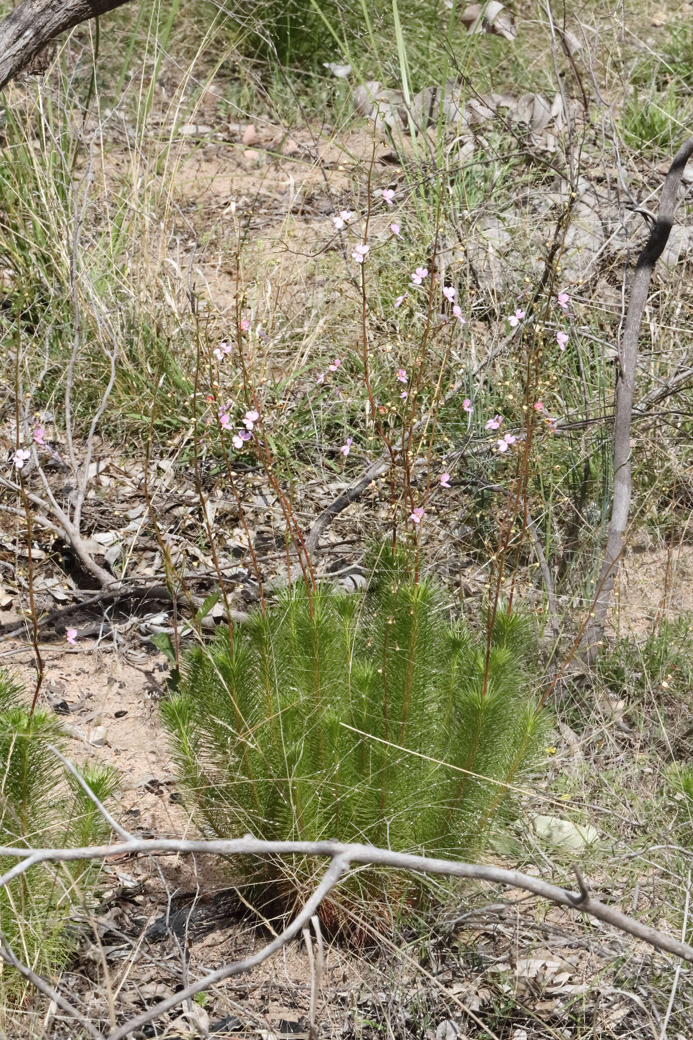 Image of Stylidium laricifolium Rich.