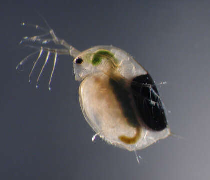 Image of Daphnia (Ctenodaphnia) magna Straus 1820