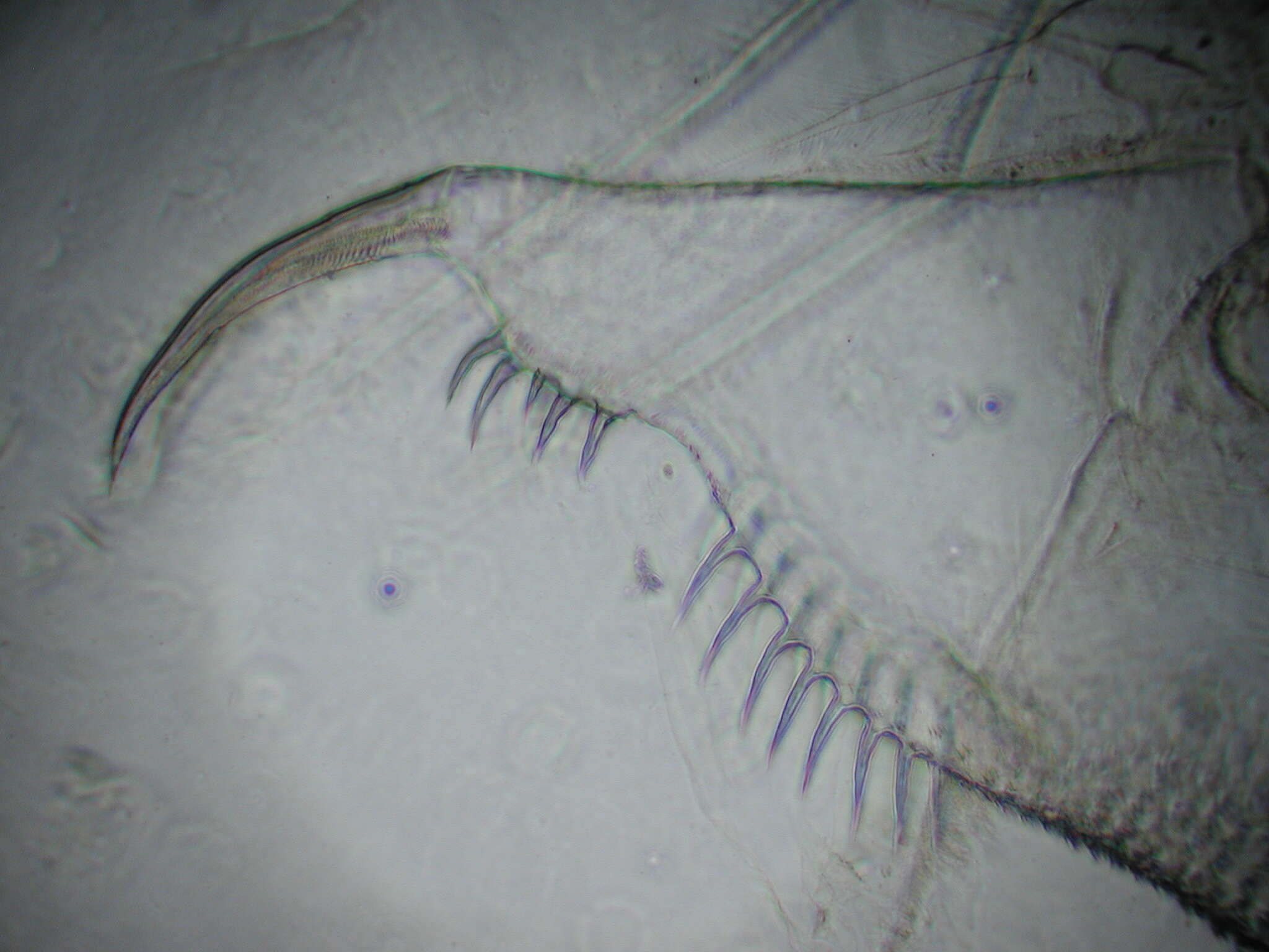 Image of Daphnia (Ctenodaphnia) magna Straus 1820