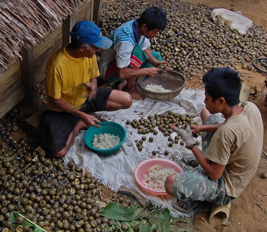 Imagem de Arenga pinnata (Wurmb) Merr.