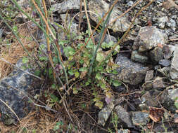 Image of Crambe filiformis Jacq.