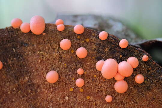 Image of Lycogala epidendrum