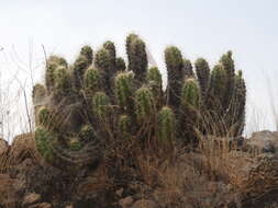 Image de Echinocereus cinerascens subsp. cinerascens