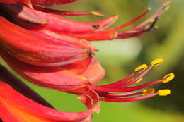 Image of New Zealand flax