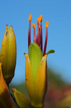 Image of New Zealand flax