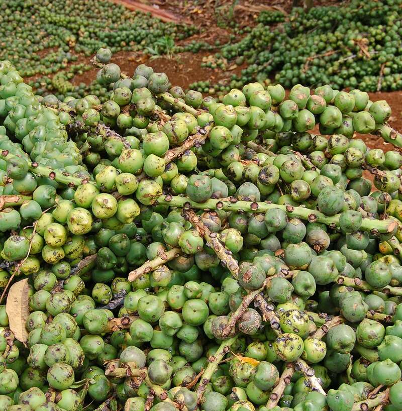 Imagem de Arenga pinnata (Wurmb) Merr.