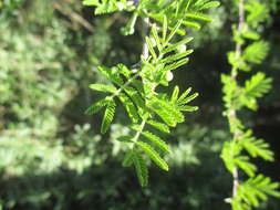 Слика од Vachellia farnesiana var. pinetorum (F. J. Herm.) Seigler & Ebinger