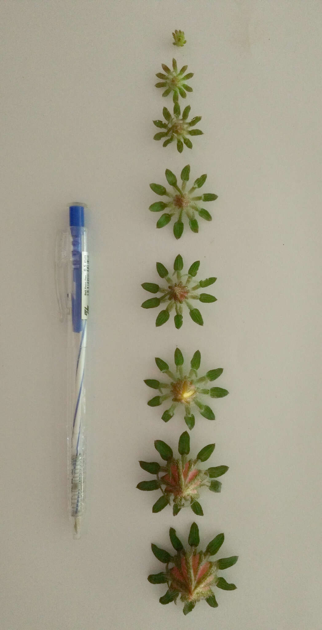 Image of Prickly hibiscus creeper