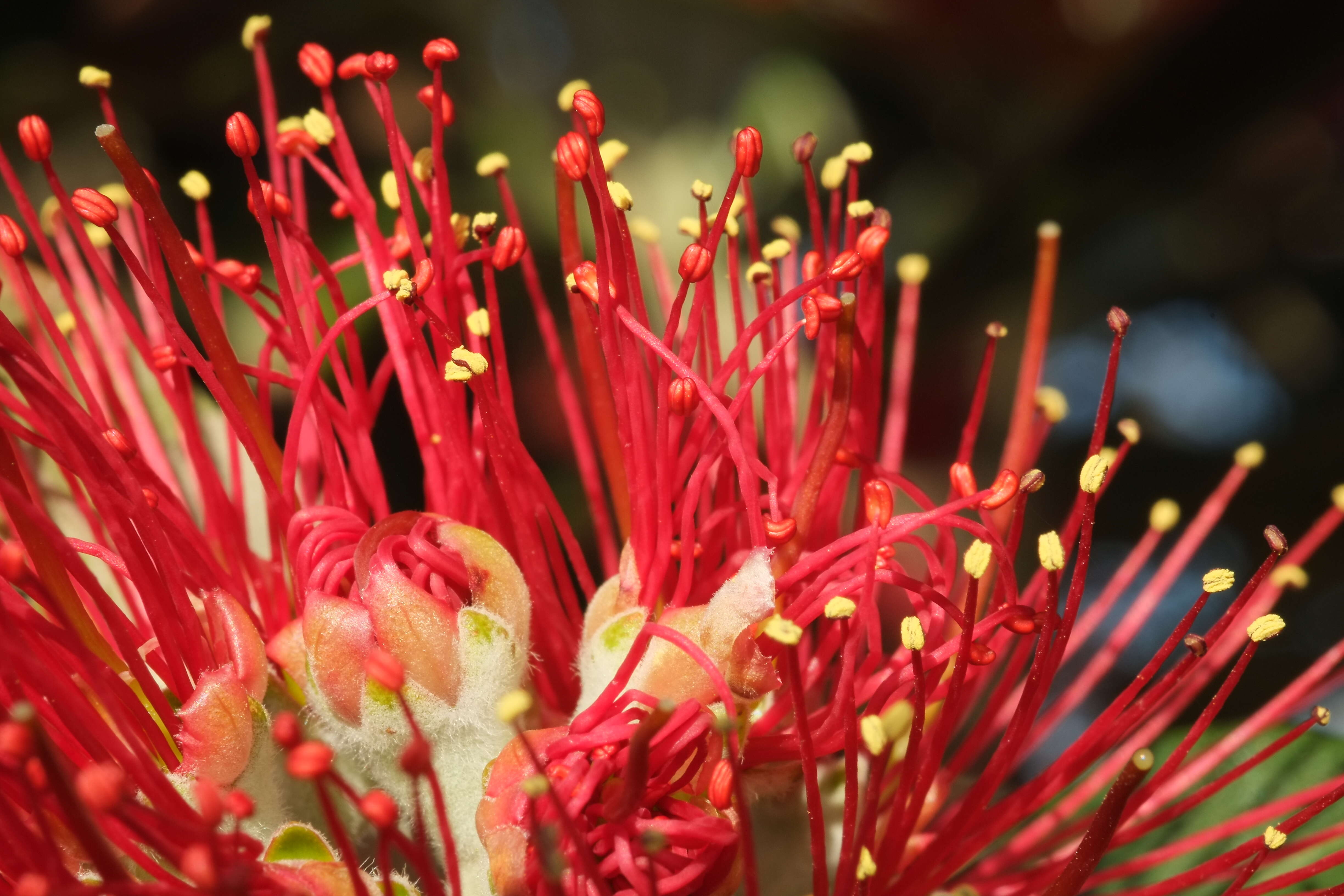 Image of Pohutukawa