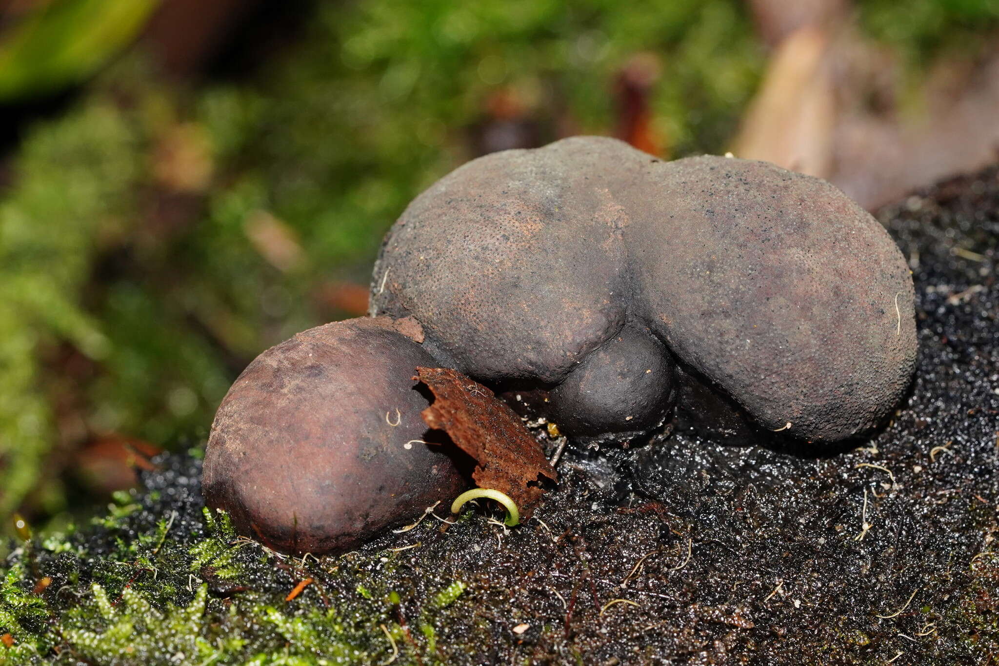 Plancia ëd Daldinia grandis Child 1932