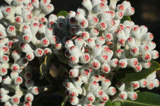 Image of Pohutukawa