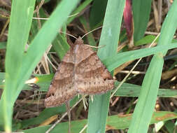 Image of Clover Looper, Range Grass-moth