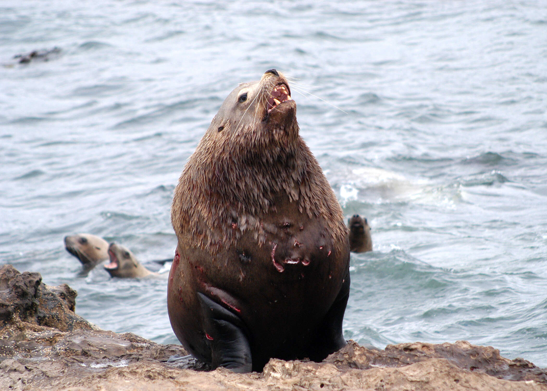 Image of northerns sea lions