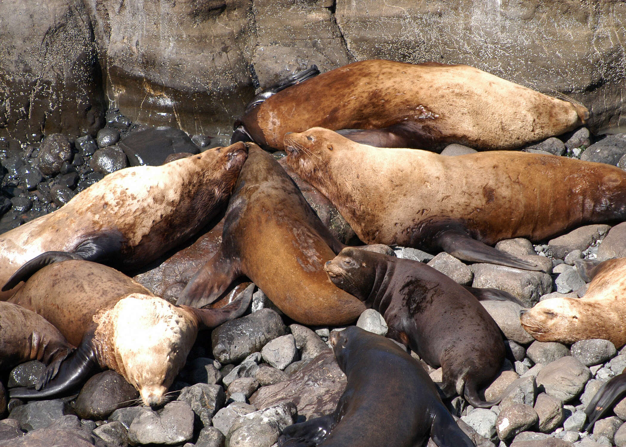 Image of northerns sea lions