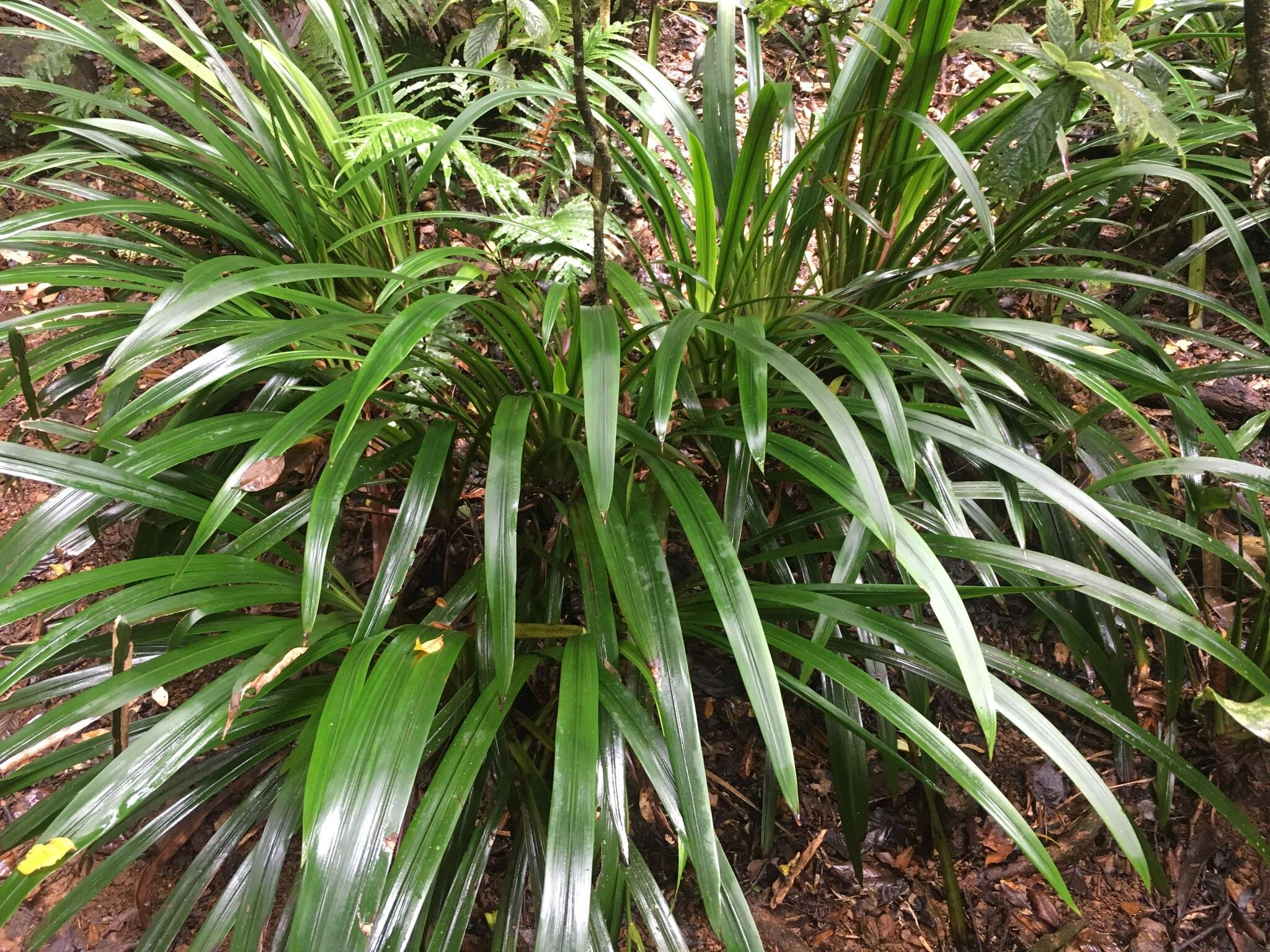 Image of Helmholtzia acorifolia F. Muell.