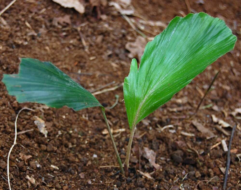 Image of sugar palm