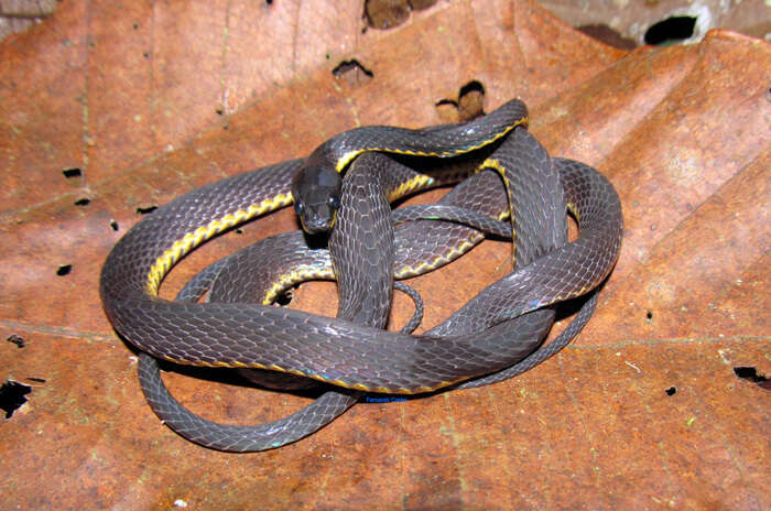 Image of Ecuador Frog-eating Snake