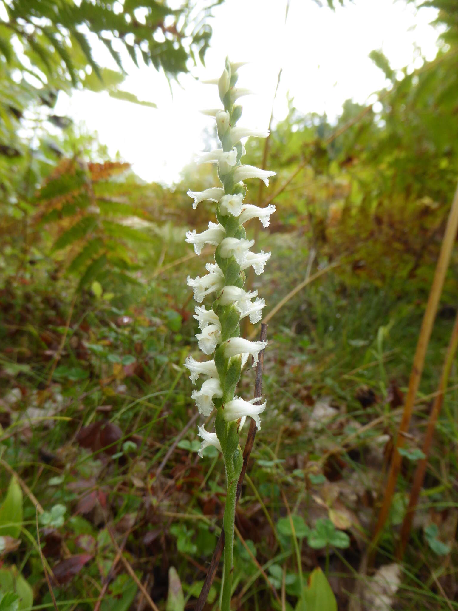 Image of Yellow nodding lady's tresses