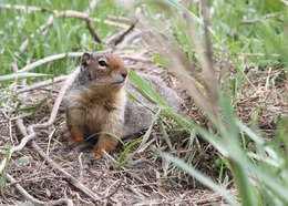 Image of Belding's ground squirrel