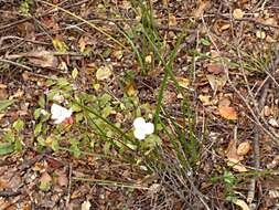 Image de Libertia mooreae Blanchon, B. G. Murray & Braggins