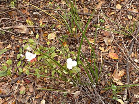 Image of Libertia mooreae Blanchon, B. G. Murray & Braggins