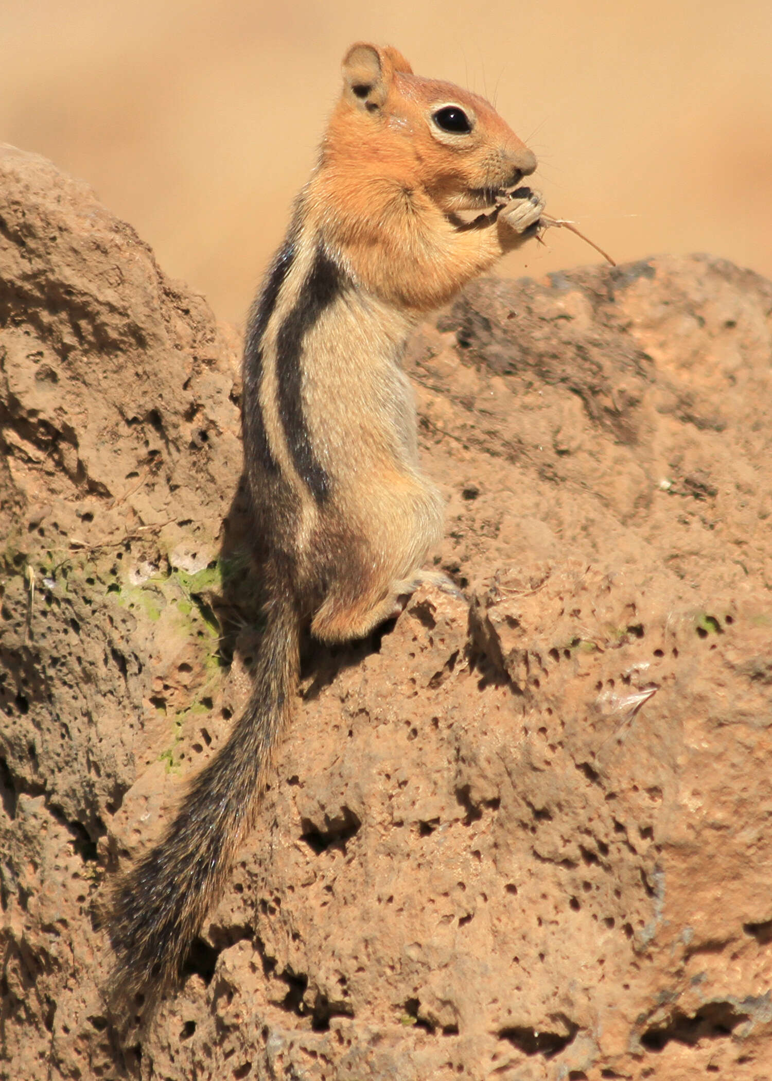 Callospermophilus Merriam 1897 resmi