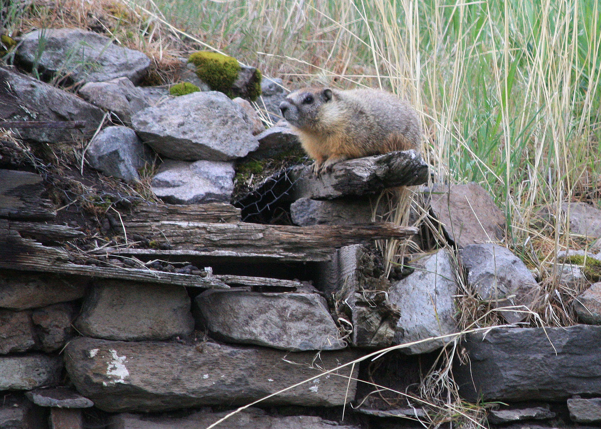 Image of Marmota subgen. Petromarmota Steppan et al. 1999