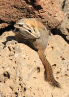 Image of Yellow-pine Chipmunk