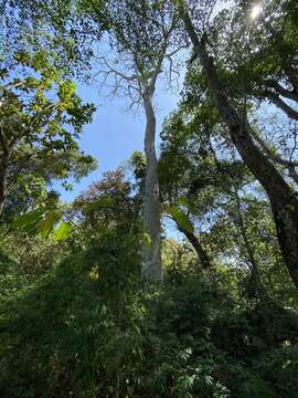 Image of Pseudobombax septenatum (Jacq.) Dugand