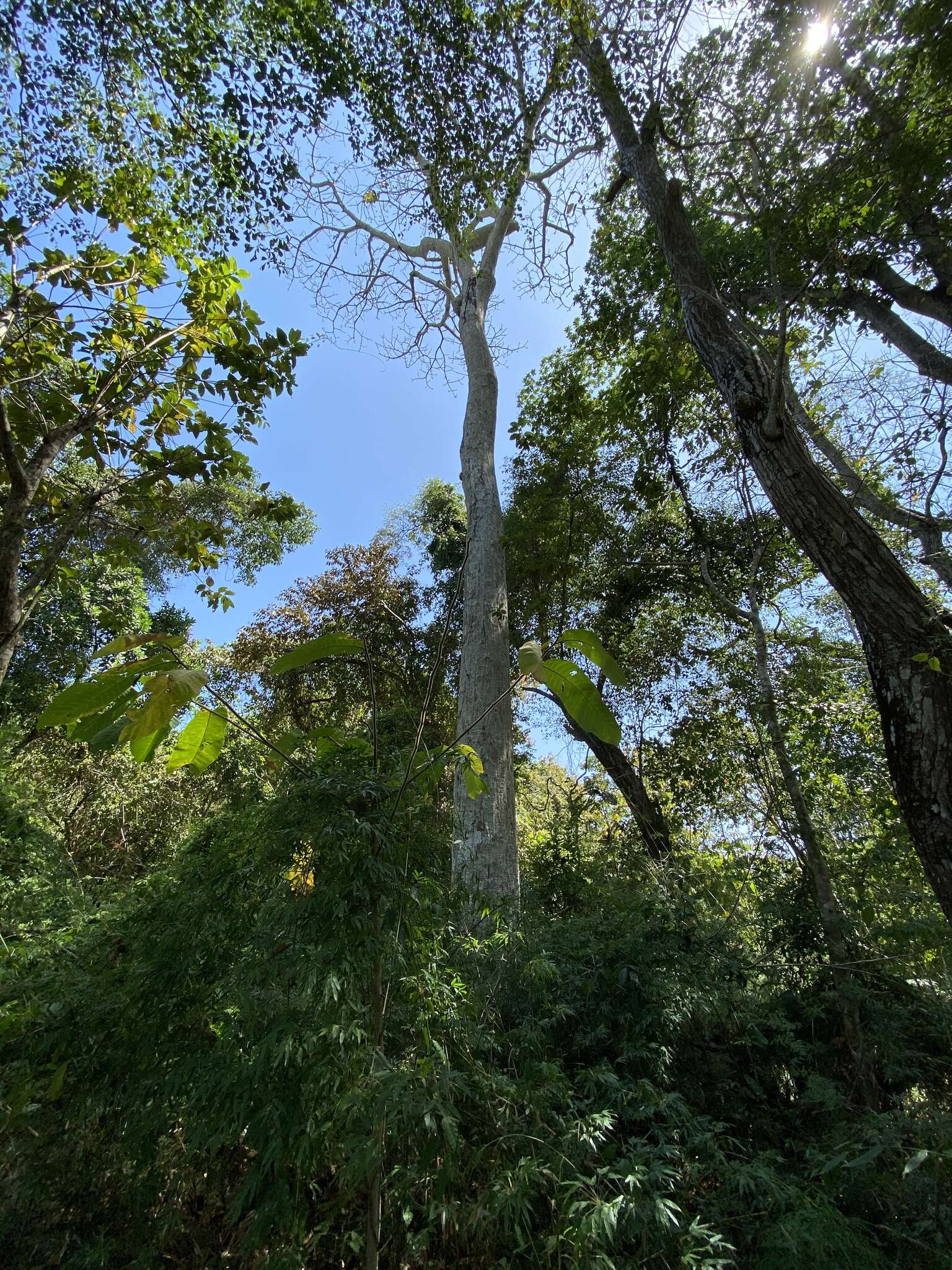 Image of Barrigon Kapoktree