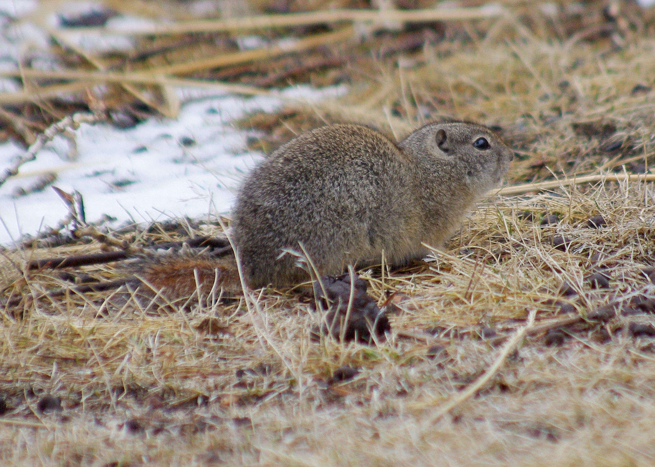 Image of Belding's ground squirrel