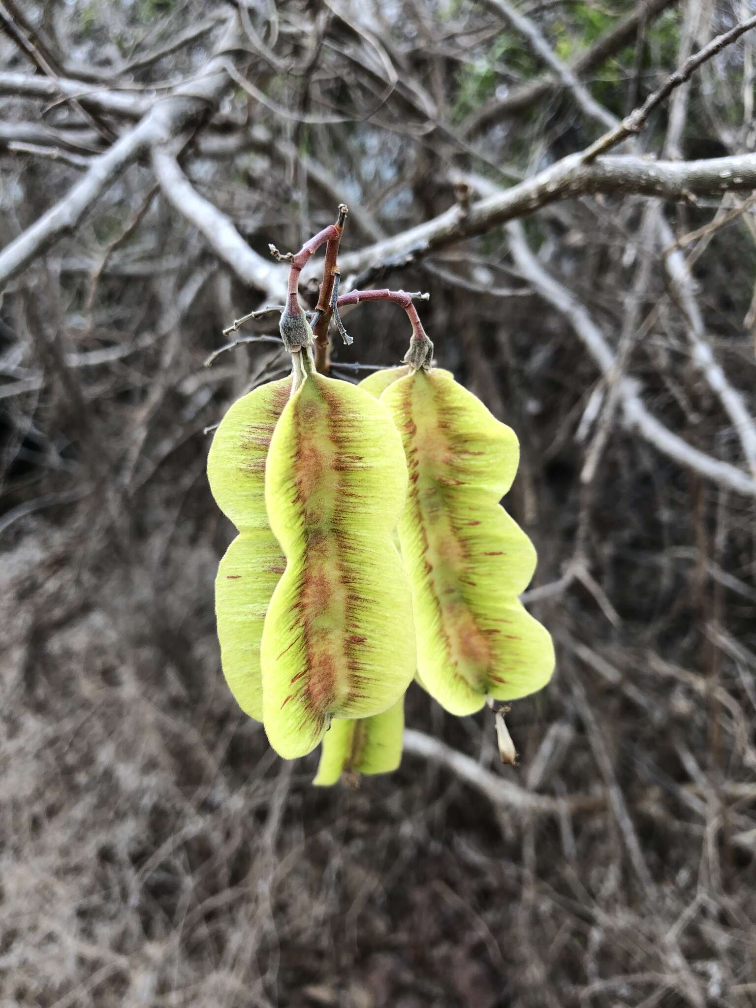 Piscidia carthagenensis Jacq.的圖片