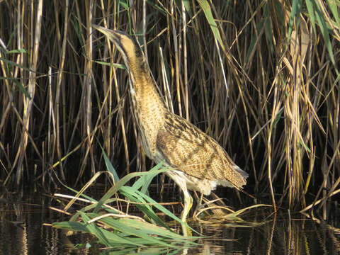 Image of great bittern, bittern