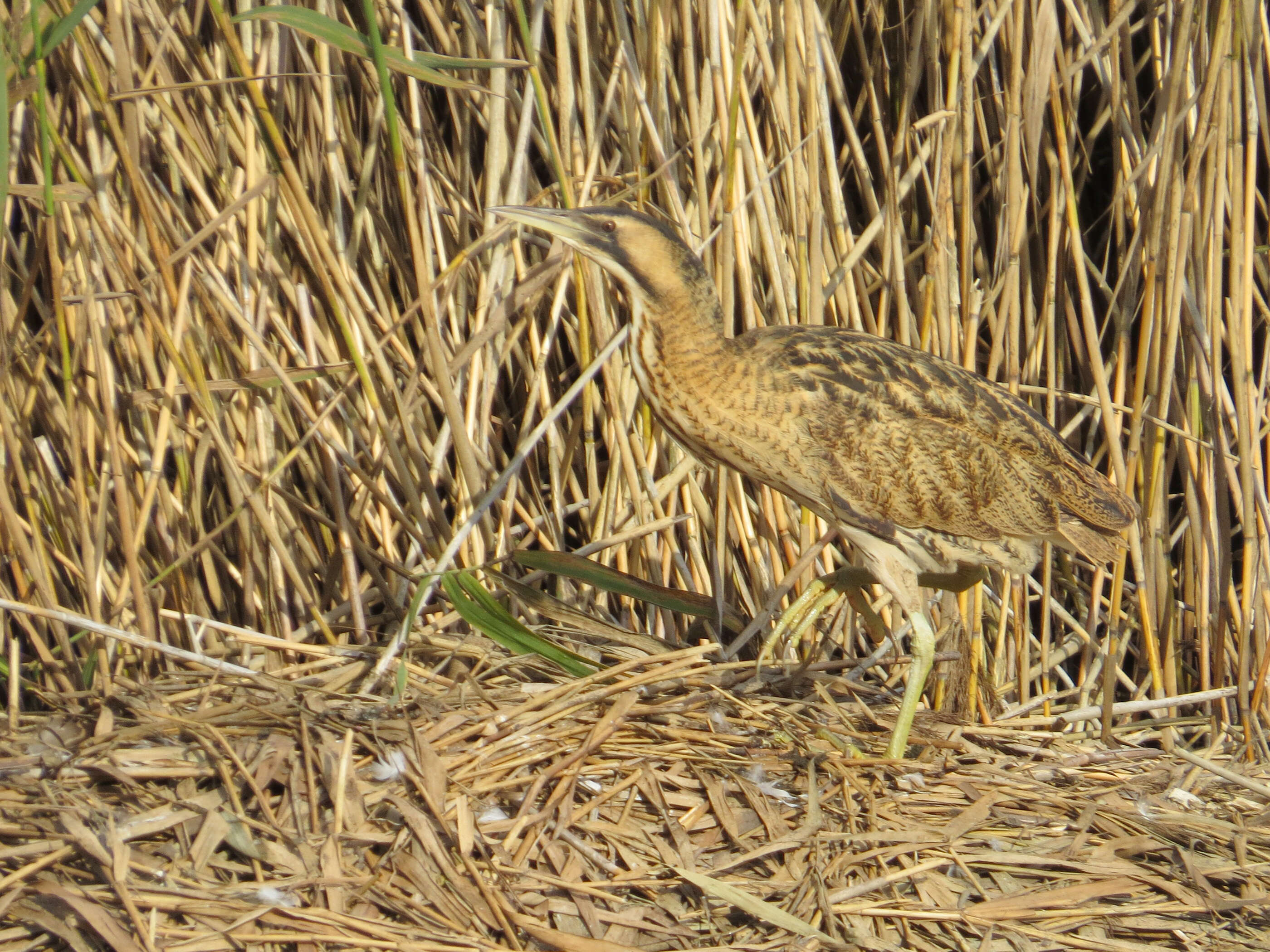 Image of great bittern, bittern