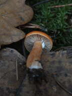 Слика од Lactarius aurantiacus (Pers.) Gray 1821