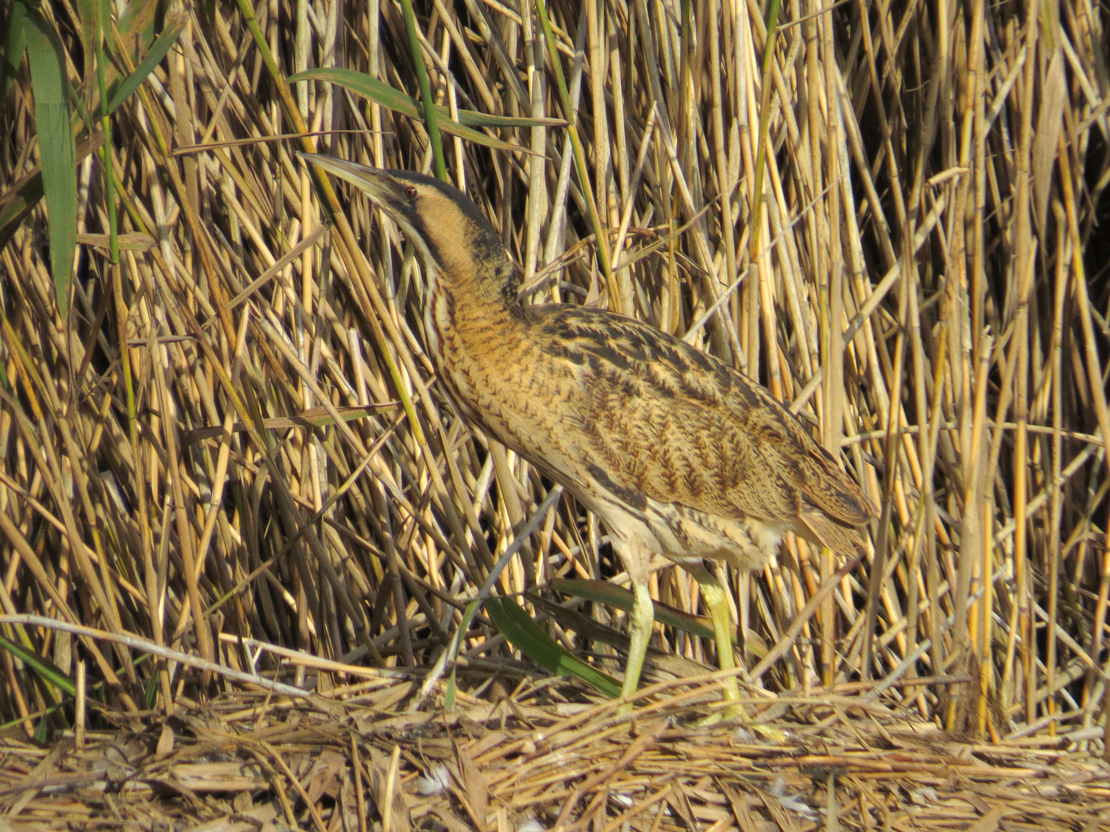 Image of great bittern, bittern