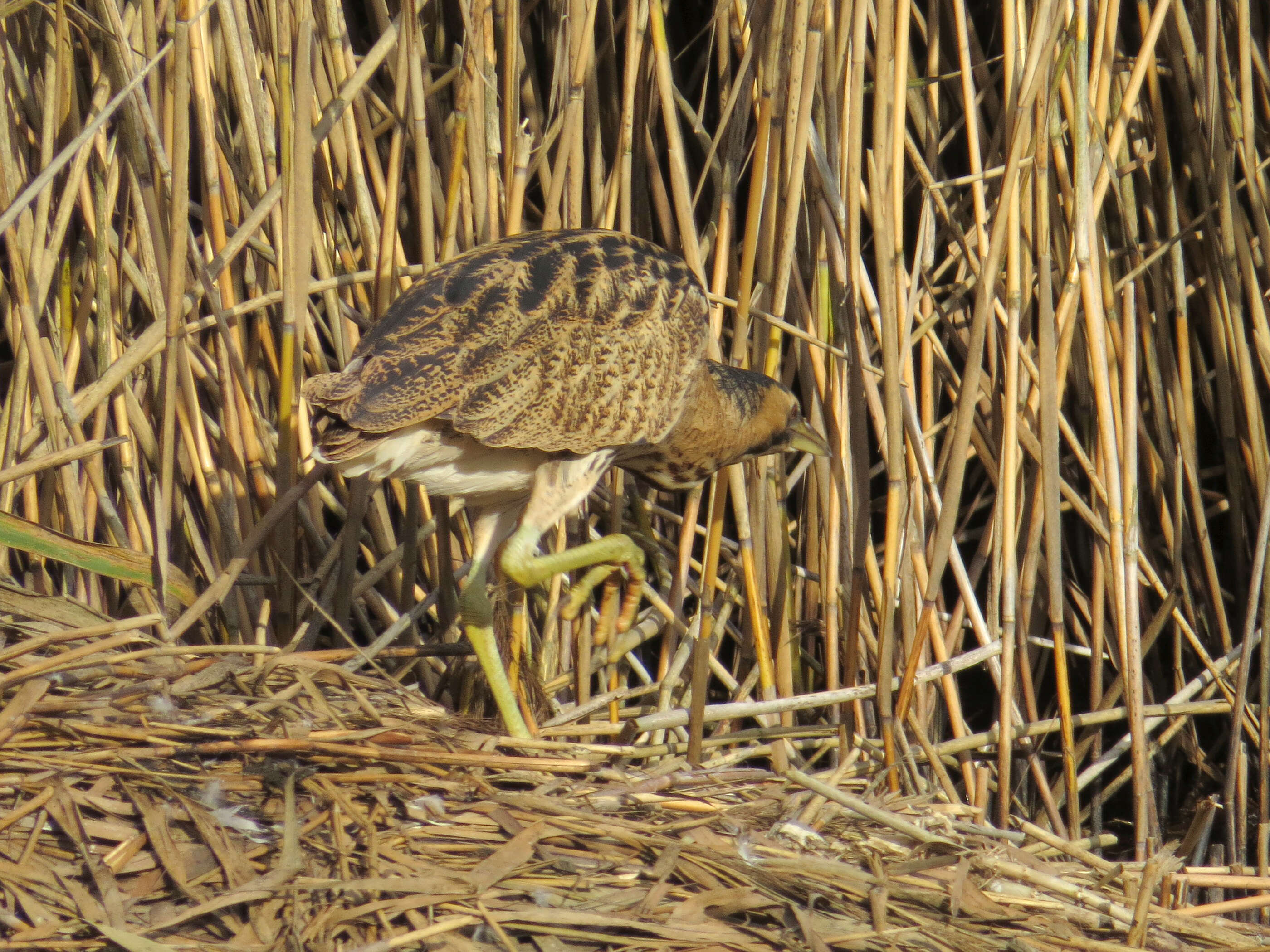 Image of great bittern, bittern