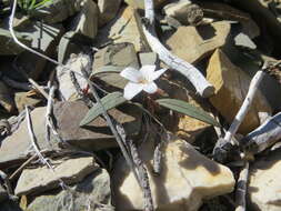 Claytonia panamintensis Stoughton resmi