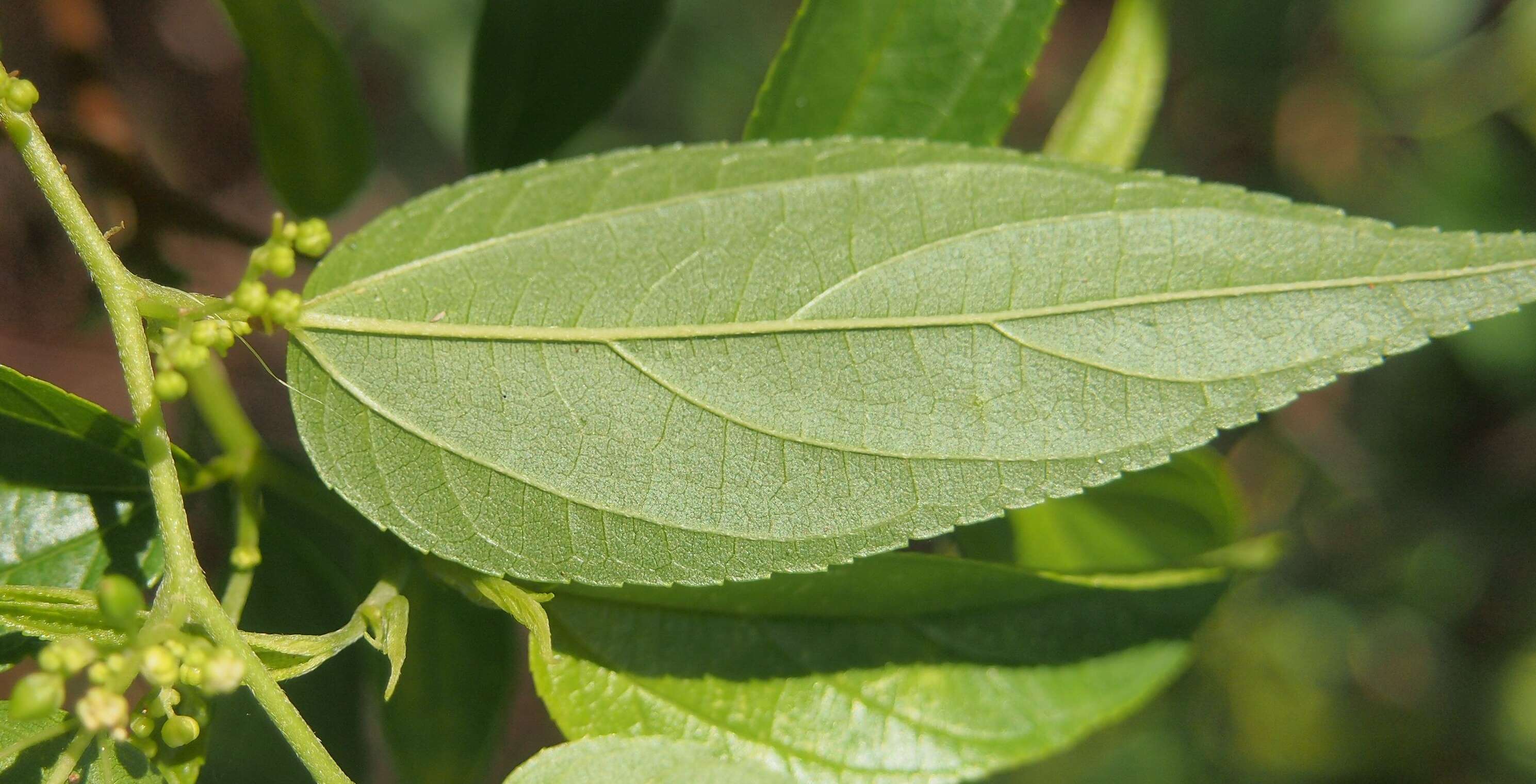 Image of peach-leaved poison bush