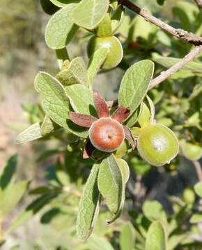 Sivun Diospyros lycioides Desf. kuva