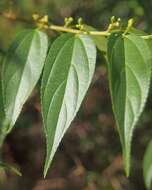 Image of peach-leaved poison bush