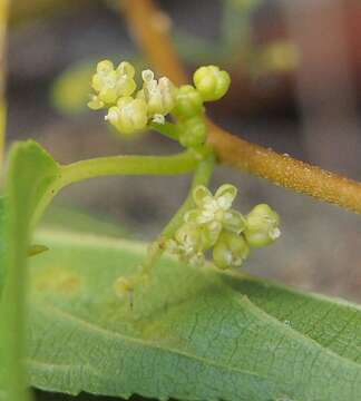 Image of peach-leaved poison bush