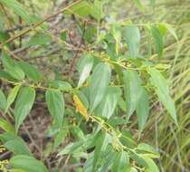 Image of peach-leaved poison bush