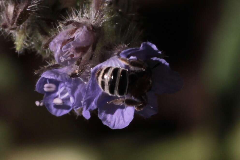 Dufourea mulleri (Cockerell 1898) resmi