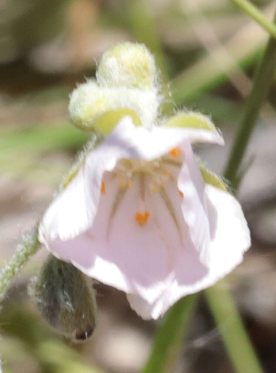 Image de Drosera brevicornis Lowrie