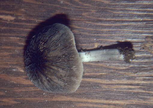 Image of Pluteus thomsonii (Berk. & Broome) Dennis 1948