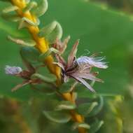 Image of Olearia nummularifolia Hook. fil.