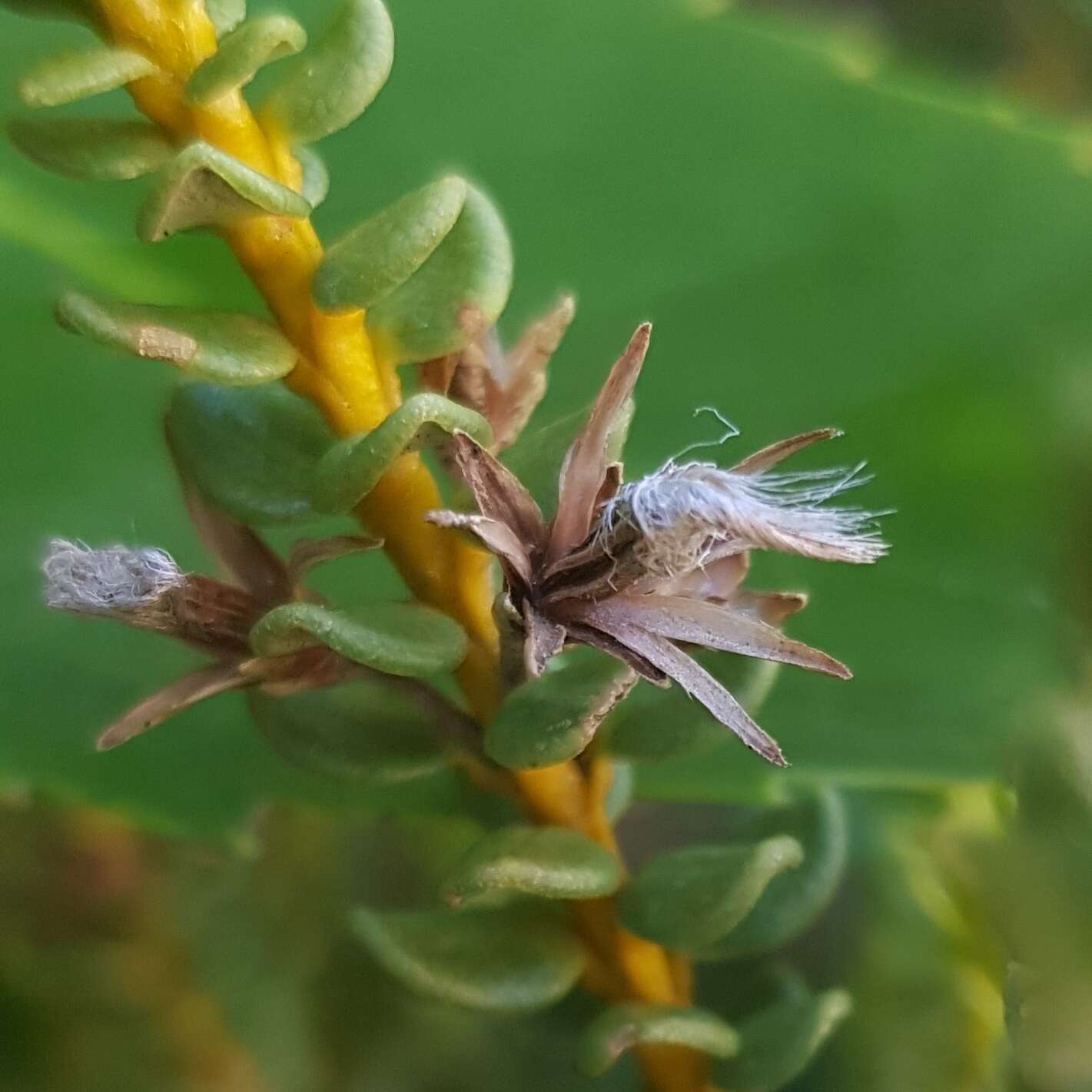 Image of Olearia nummularifolia Hook. fil.