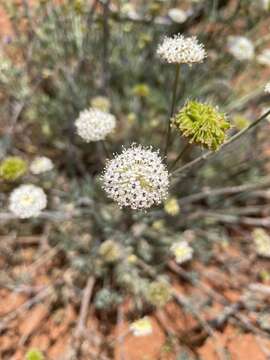 Trachymene glaucifolia (F. Müll.) Benth.的圖片